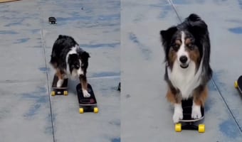 スゴ技を持つスケートボーダーの犬。なんと、スケートボードからスケートボードへ次々乗り換えて行きます!