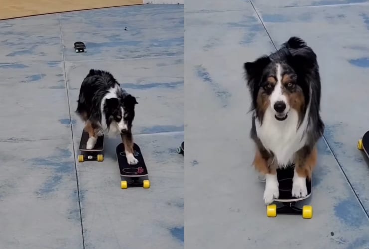 スゴ技を持つスケートボーダーの犬。なんと、スケートボードからスケートボードへ次々乗り換えて行きます！