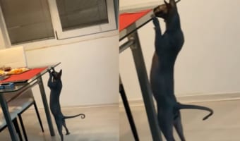 食いしん坊な猫。今日の夕飯をこっそり確認するため、なんと懸垂をしてみせました!!