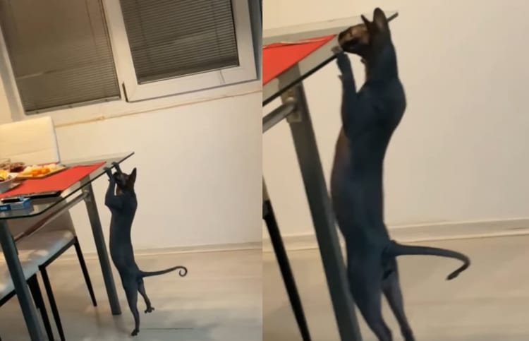 食いしん坊な猫。今日の夕飯をこっそり確認するため、なんと懸垂をしてみせました！！