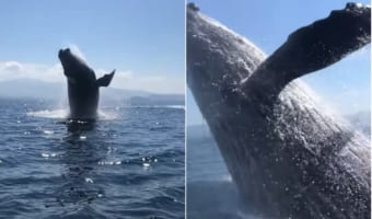 最高のホエールウォッチング!クジラのジャンプ、ブリーチングを見ることができてラッキー!と思ったら・・・、次の瞬間さらにスゴいことが!!