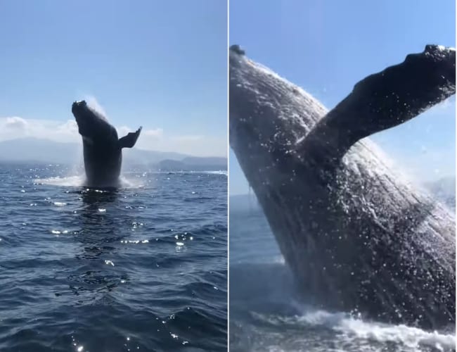 最高のホエールウォッチング！クジラのジャンプ、ブリーチングを見ることができてラッキー！と思ったら・・・、次の瞬間さらにスゴいことが！！