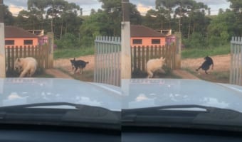 この子たち流のお見送り?飼い主さんが車を出す際にクルクル回る愛犬たち