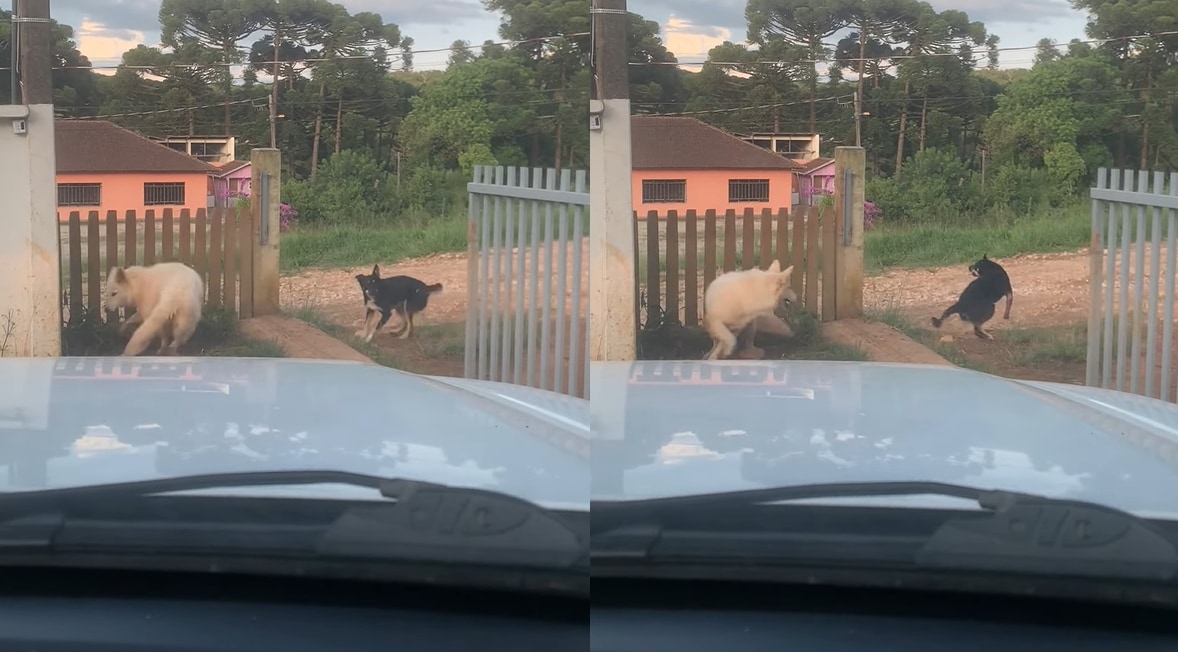 この子たち流のお見送り？飼い主さんが車を出す際にクルクル回る愛犬たち