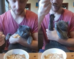 「ちょうだいちょうだい！それちょうだい！」飼い主さんに抱っこされる猫。飼い主さんがシリアルを食べようとスプーンをあげると「食べたい！」と猛アピールしてみせました