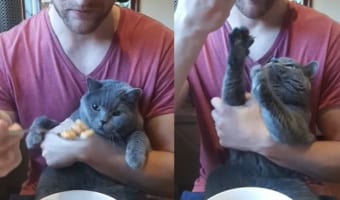「ちょうだいちょうだい！それちょうだい！」飼い主さんに抱っこされる猫。飼い主さんがシリアルを食べようとスプーンをあげると「食べたい！」と猛アピールしてみせました