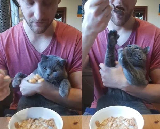 「ちょうだいちょうだい！それちょうだい！」飼い主さんに抱っこされる猫。飼い主さんがシリアルを食べようとスプーンをあげると「食べたい！」と猛アピールしてみせました