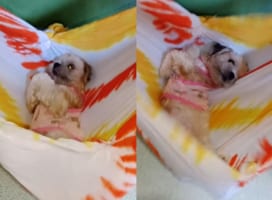 愛犬のために用意したハンモック。寝心地を確認してもらおうとさっそく寝てもらうと・・・。いたく気に入ってもらえたようです、その場を動く気配がありません！！