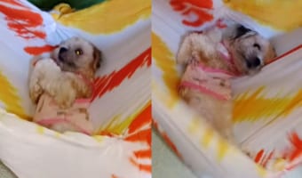愛犬のために用意したハンモック。寝心地を確認してもらおうとさっそく寝てもらうと・・・。いたく気に入ってもらえたようです、その場を動く気配がありません!!