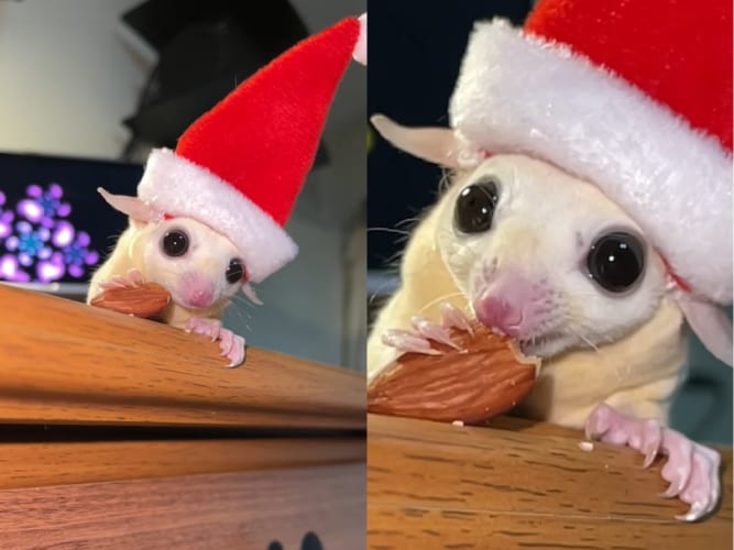 フクロモモンガはサンタさんだった？サンタの帽子を被り、おいしそうにアーモンドをかじるフクロモモンガ