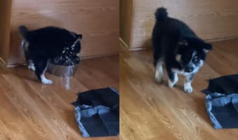 生後4ヶ月のハスキーの子犬は、今日もボウルに注がれた水で、周りが水びたしにする水遊び!!バシャバシャしてるのはリビングなんですが・・・