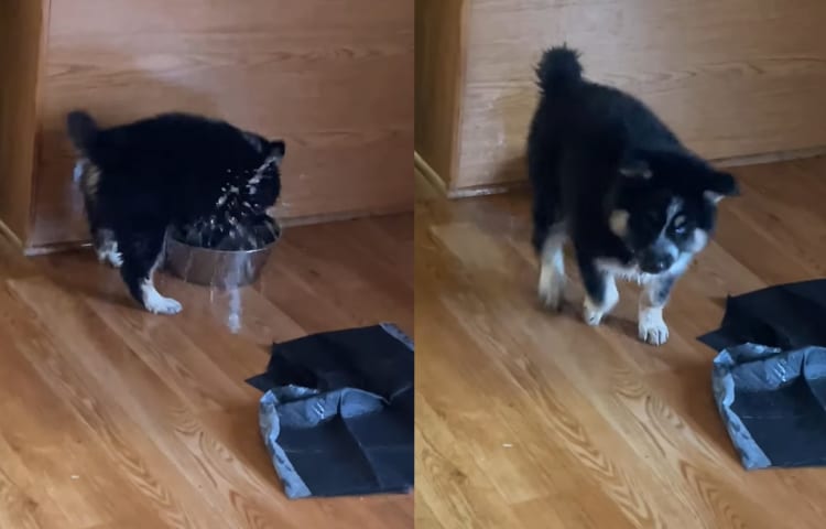 生後4ヶ月のハスキーの子犬は、今日もボウルに注がれた水で、周りが水びたしにする水遊び！！バシャバシャしてるのはリビングなんですが・・・