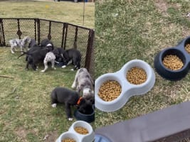 食事に夢中な11匹の子犬たちはで気付いていない？みんなでご飯に群がっていますが・・・、誰も食べていないフードボウルもあるんだよ？