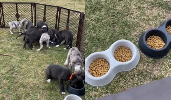 食事に夢中な11匹の子犬たちはで気付いていない?みんなでご飯に群がっていますが・・・、誰も食べていないフードボウルもあるんだよ?