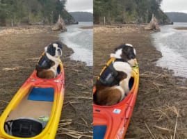 「冒険へ出たい・・・」岸に上げられたカヤックに乗り込み広大な自然に目を向ける犬。ライフジャケットも装着していて、すぐにでも出発したいようです