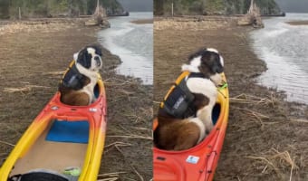 「冒険へ出たい・・・」岸に上げられたカヤックに乗り込み広大な自然に目を向ける犬。ライフジャケットも装着していて、すぐにでも出発したいようです