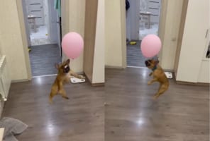 これなら遊び放題だね！首輪にくくりつけてもらった風船でバレーを続けるフレンチブルドッグ