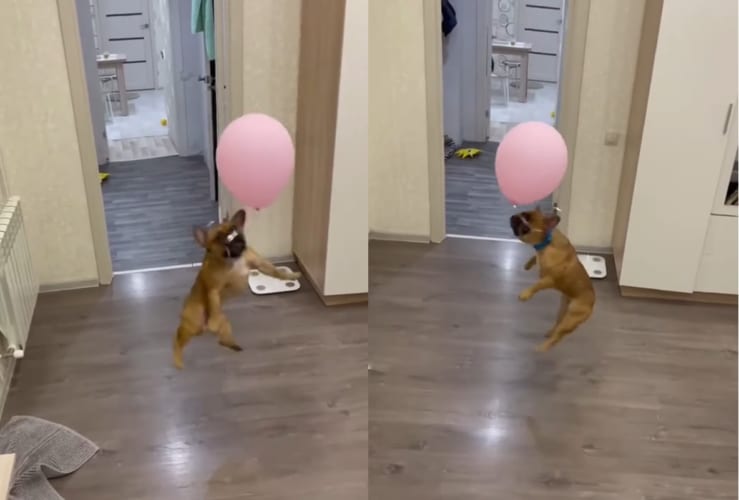 これなら遊び放題だね！首輪にくくりつけてもらった風船でバレーを続けるフレンチブルドッグ