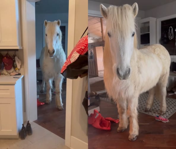 家の中にいるのは・・・なんと体の大きな白い馬？！？！違和感はスゴいけど、この子はおとなしく過ごしているようです