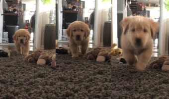 ゆっくり・・・ひっそり・・・。コソッと飼い主さんに近寄ってくる子犬。最後は一気に・・・駆け寄ります！！