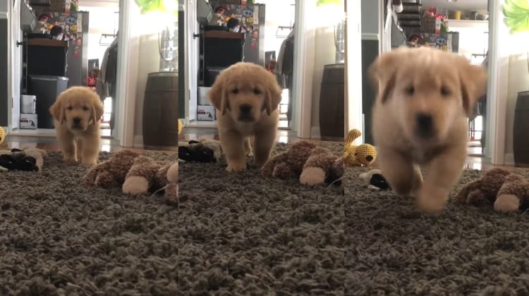 ゆっくり・・・ひっそり・・・。コソッと飼い主さんに近寄ってくる子犬。最後は一気に・・・駆け寄ります！！