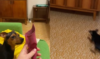飼い主さんの投げたオモチャを取りに行った犬。ところがオモチャは戸棚の下に行ってしまい・・・、その時見せた犬の姿がユーモラス!!
