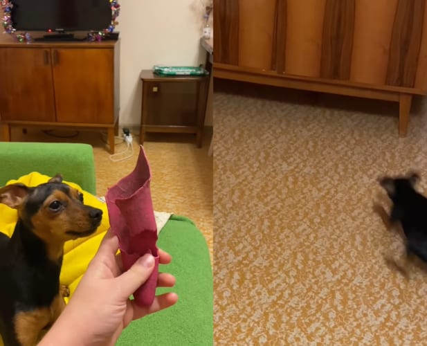 飼い主さんの投げたオモチャを取りに行った犬。ところがオモチャは戸棚の下に行ってしまい・・・、その時見せた犬の姿がユーモラス！！