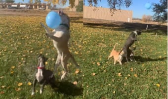風船でバレーボールを楽しむ子犬たち。3匹で楽しそうにトスを上げていましたが・・・、みんな元気すぎたようです
