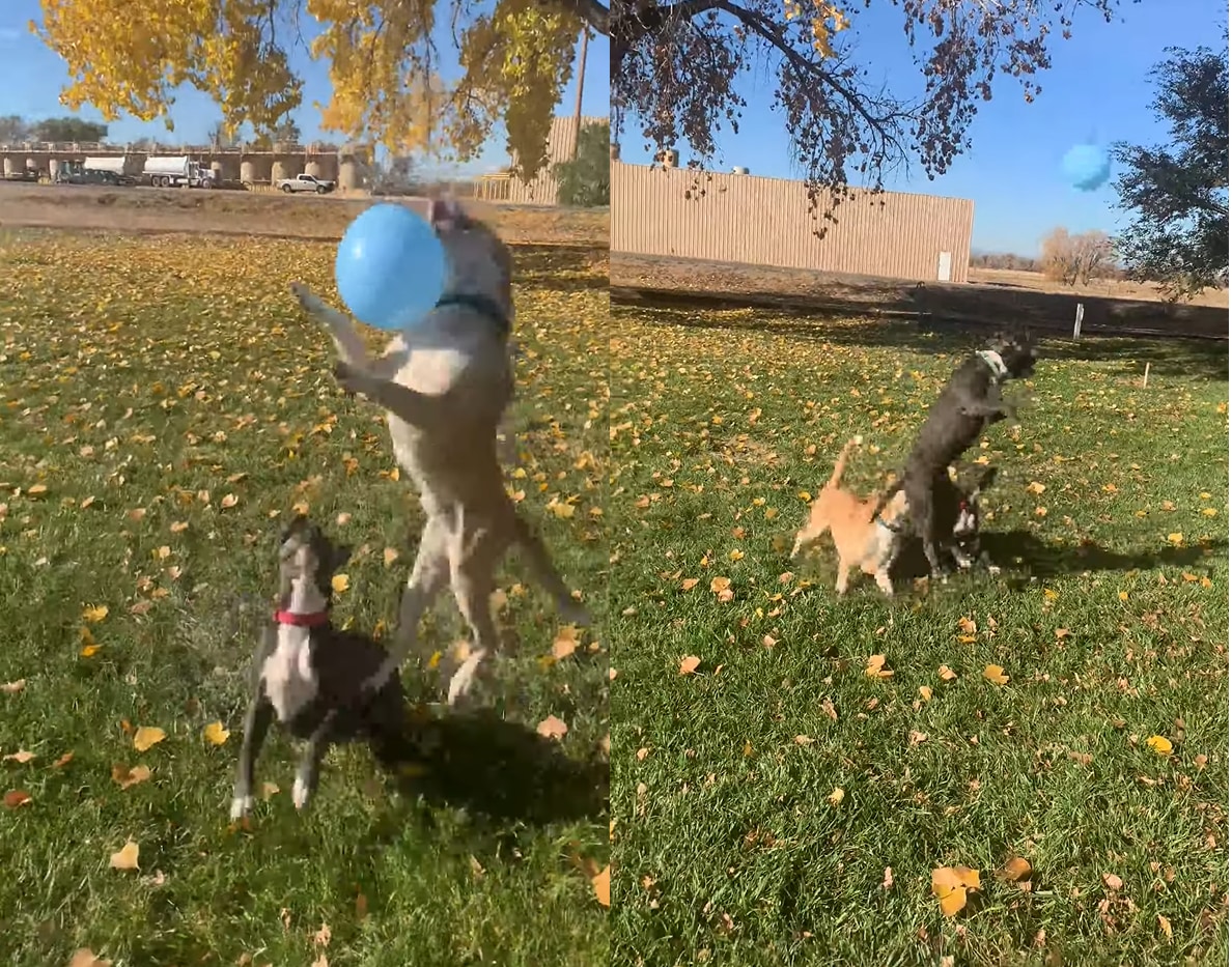 風船でバレーボールを楽しむ子犬たち。3匹で楽しそうにトスを上げていましたが・・・、みんな元気すぎたようです