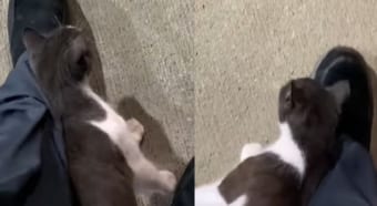 足にすりすりと頬ずりをしてくる子猫。足を前に出すたびにくっついてきたら、さすがに歩きにくいよ！！