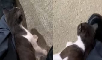 足にすりすりと頬ずりをしてくる子猫。足を前に出すたびにくっついてきたら、さすがに歩きにくいよ！！