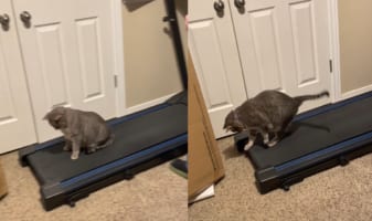 猫がルームランナーの上に座り込んでいたので電源を入れてみたら・・・。床が勝手に動きはじめたので、ビックリしていました！！