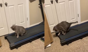 猫がルームランナーの上に座り込んでいたので電源を入れてみたら・・・。床が勝手に動きはじめたので、ビックリしていました!!