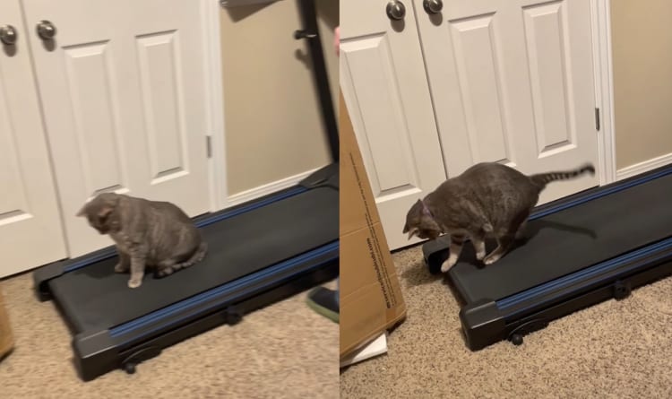 猫がルームランナーの上に座り込んでいたので電源を入れてみたら・・・。床が勝手に動きはじめたので、ビックリしていました！！