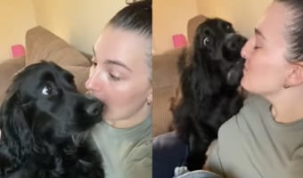 一番好きな言葉は「お散歩（Walk）」？飼い主さんがおさんぽとという言葉を口にした瞬間、子犬はテンションが爆上がりしていました