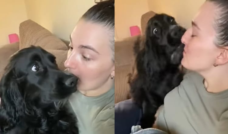 一番好きな言葉は「お散歩（Walk）」？飼い主さんがおさんぽとという言葉を口にした瞬間、子犬はテンションが爆上がりしていました