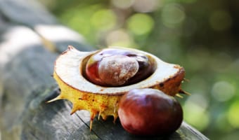 栗は英語で「マロン」じゃない？！「マロン」は何語で栗は英語ではなんと言う？