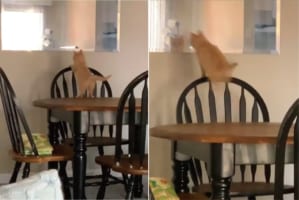 「騙されたニャ・・・痛いニャ」鏡の向こうに猫の姿を見つけた猫。一緒に遊びたくてジャンプして向かおうしますが、鏡の世界には行けませんでした