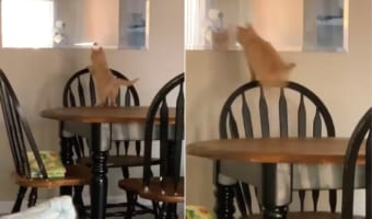 「騙されたニャ・・・痛いニャ」鏡の向こうに猫の姿を見つけた猫。一緒に遊びたくてジャンプして向かおうしますが、鏡の世界には行けませんでした