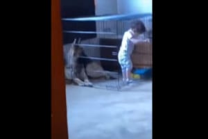 なぜか女の子が愛犬のゲージに侵入・・・。これには愛犬も「なんで？？？」という雰囲気で唖然としていました