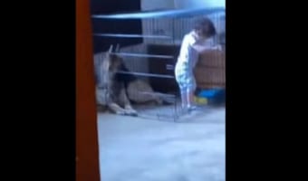 なぜか女の子が愛犬のゲージに侵入・・・。これには愛犬も「なんで？？？」という雰囲気で唖然としていました