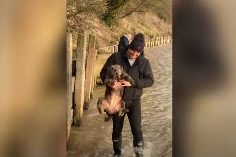 まだ水中にいる気分！？シャーペイが飼い主さんにだっこされて移動しているのですが・・・、それでも犬かきを続けているのでした