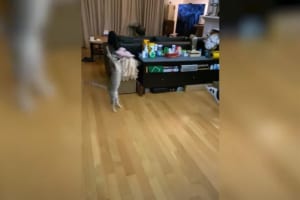 ベンガル猫が至近距離から投げられたぬいぐるみをスーパーセーブ！見事なジャンプで空中で体を一回転させると、着地も完璧にキメました！！