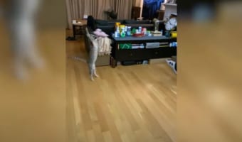 ベンガル猫が至近距離から投げられたぬいぐるみをスーパーセーブ！見事なジャンプで空中で体を一回転させると、着地も完璧にキメました！！