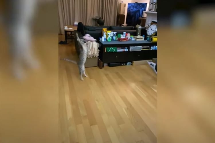 ベンガル猫が至近距離から投げられたぬいぐるみをスーパーセーブ！見事なジャンプで空中で体を一回転させると、着地も完璧にキメました！！