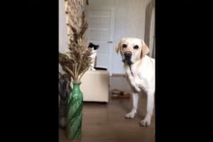 【性格の違いがわかりやすい】イタズラをしていたら花瓶を倒してしまい、全力で逃げる猫。残された犬は気まずいのか、困ったような表情をしています
