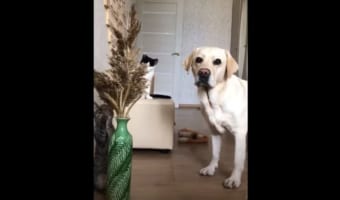 【性格の違いがわかりやすい】イタズラをしていたら花瓶を倒してしまい、全力で逃げる猫。残された犬は気まずいのか、困ったような表情をしています