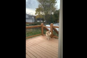 ウッドデッキの柵を通り抜けようとするせっかちな犬。無理だと思いきや・・・、華麗な身のこなしでなんと通過してしまいました！