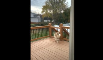 ウッドデッキの柵を通り抜けようとするせっかちな犬。無理だと思いきや・・・、華麗な身のこなしでなんと通過してしまいました!