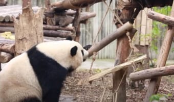 ハシゴをのぼろうとするお母さんパンダでしたが、うまくいかずジタバタしたりコロンッと転がったり・・・。その翻弄される様子はまるで子供みたい!!